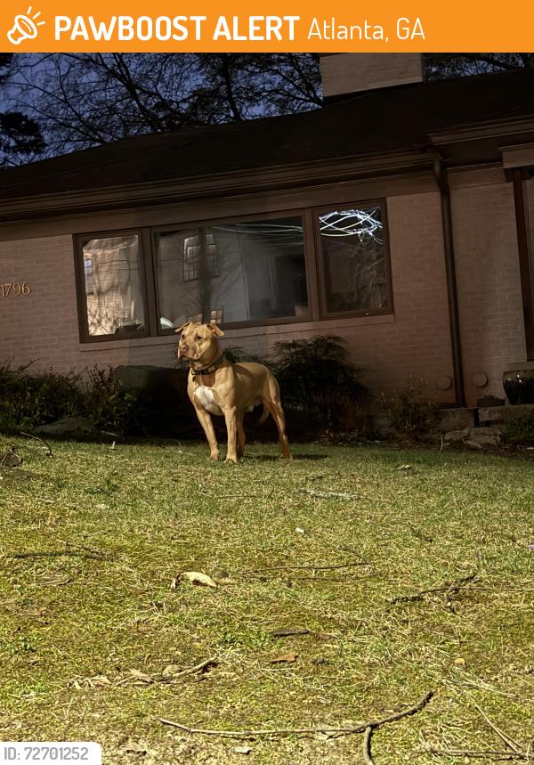 Found/Stray Male Dog last seen Piedmont way NE, Atlanta, GA 30324