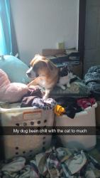 Lost Female Dog last seen Aldi on Douglas Wisconsin racine, Racine, WI 53404