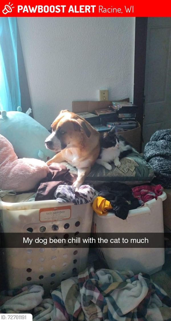 Lost Female Dog last seen Aldi on Douglas Wisconsin racine, Racine, WI 53404