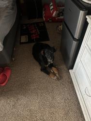 Lost Male Dog last seen College Ave , Conway, AR 72034