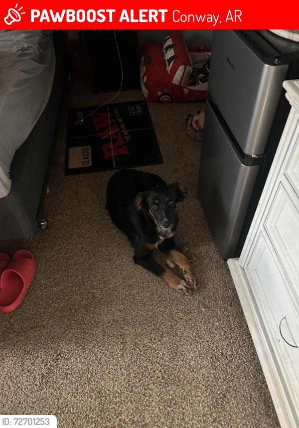 Lost Male Dog last seen College Ave , Conway, AR 72034
