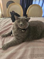 Lost Male Cat last seen Park Drive, Calhoun, Jackson, Walter Elisha Park, Harris Street Park, Fort Mill, SC 29715