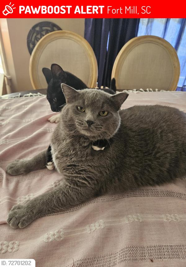 Lost Male Cat last seen Park Drive, Calhoun, Jackson, Walter Elisha Park, Harris Street Park, Fort Mill, SC 29715