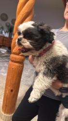 Found/Stray Male Dog last seen Norment and isleta , Albuquerque, NM 87105