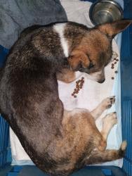 Found/Stray Unknown Dog last seen Hill Creek Spring Texas Postwood, Spring, TX 77373