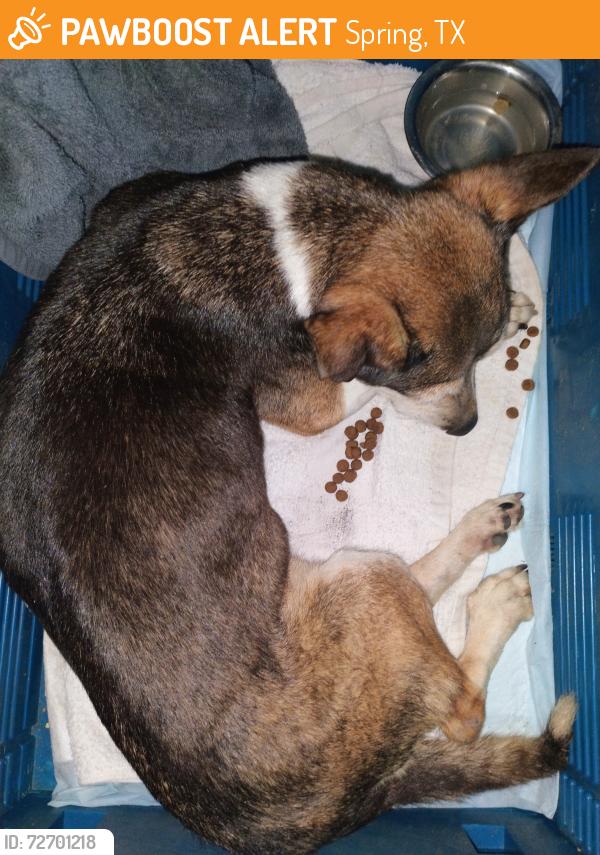 Found/Stray Unknown Dog last seen Hill Creek Spring Texas Postwood, Spring, TX 77373