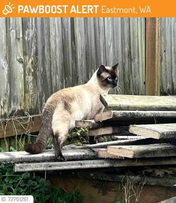 Found/Stray Male Cat last seen 128th and 47th, Eastmont, WA 98208