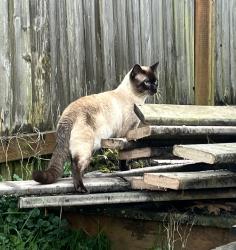 Found/Stray Male Cat last seen 128th and 47th, Eastmont, WA 98208