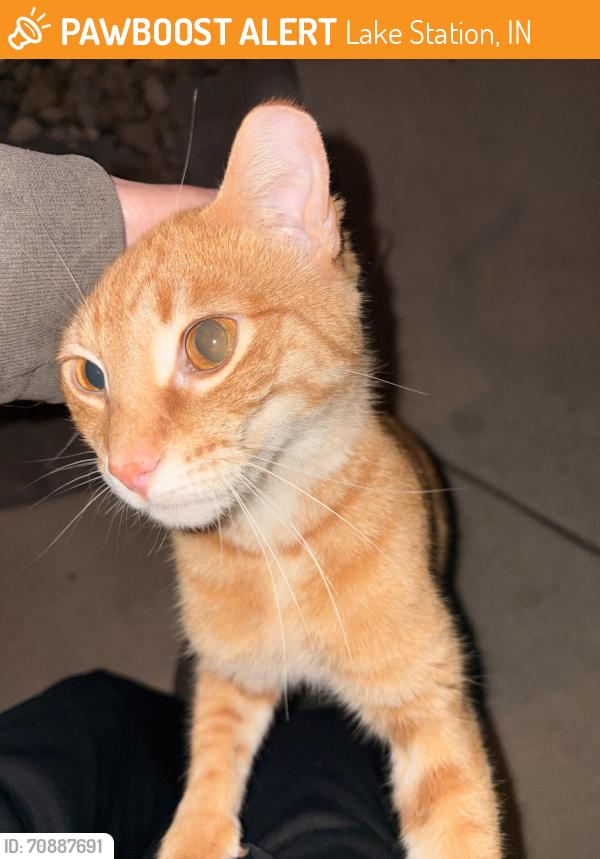 Found/Stray Unknown Cat last seen Colorado and 35th Avenue, Lake Station, IN 46405