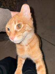 Found/Stray Unknown Cat last seen Colorado and 35th Avenue, Lake Station, IN 46405