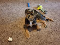 Lost Male Dog last seen Pineville, Pineville, NC 28134