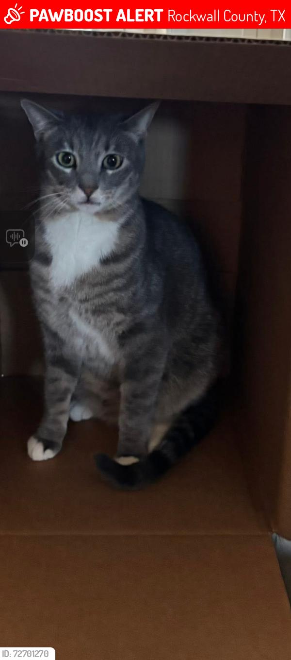Lost Male Cat last seen Near Rockwall County DS’s Office , Rockwall County, TX 75032