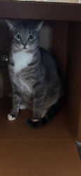 Lost Male Cat last seen Near Rockwall County DS’s Office , Rockwall County, TX 75032