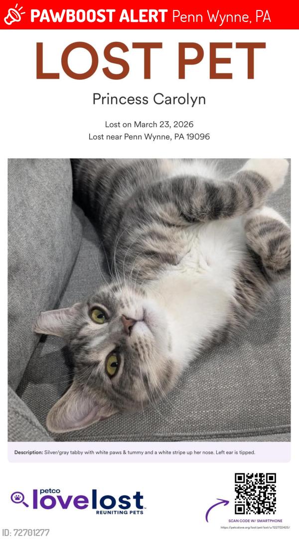 Lost Female Cat last seen Haverford & City Line, Penn Wynne, PA 19096