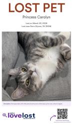 Lost Female Cat last seen Haverford & City Line, Penn Wynne, PA 19096