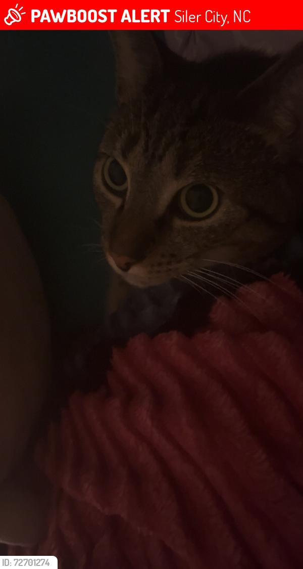 Lost Male Cat last seen Near n 2nd ave, Siler city nc 27344, Siler City, NC 27344