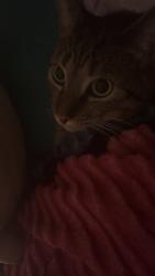 Lost Male Cat last seen Near n 2nd ave, Siler city nc 27344, Siler City, NC 27344