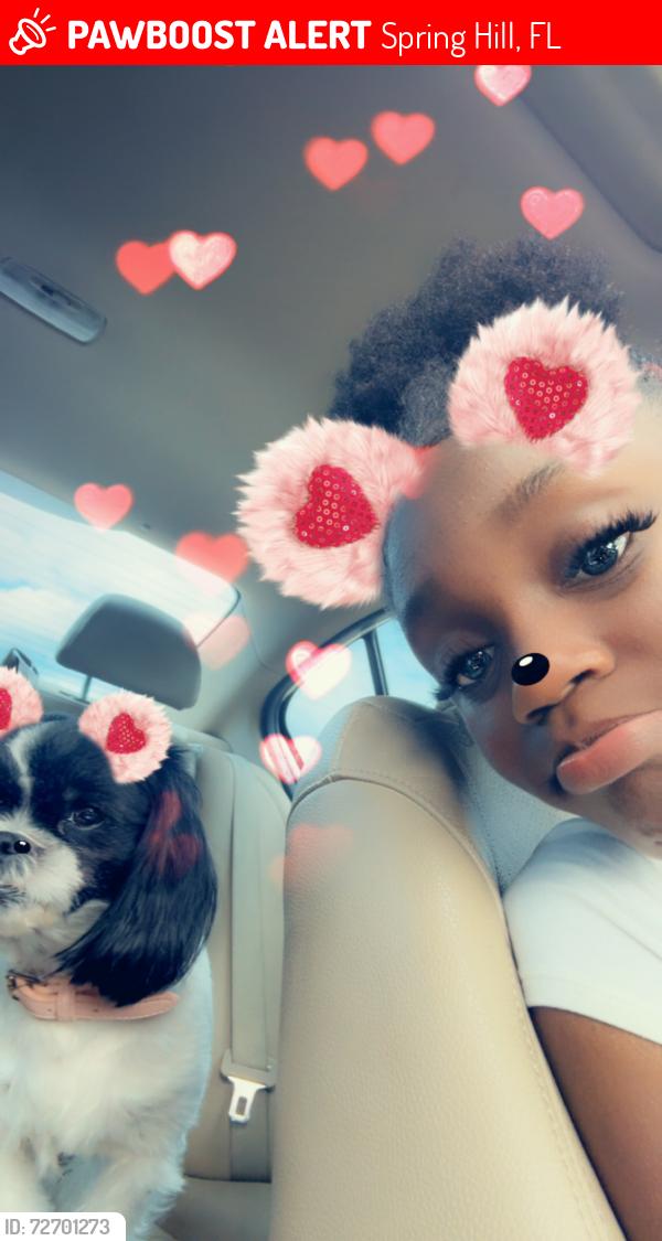Lost Female Dog last seen Dothan Ave Spring Hill fl, Spring Hill, FL 34609