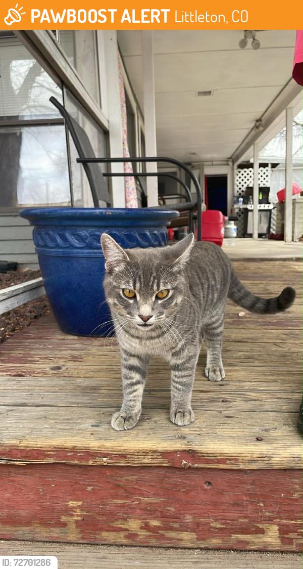 Found/Stray Male Cat last seen Fox St, Littleton, CO 80120