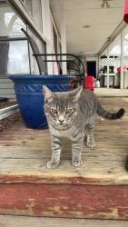 Found/Stray Male Cat last seen Fox St, Littleton, CO 80120
