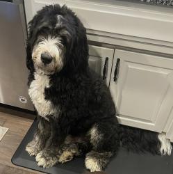 Lost Male Dog last seen Buck creek Baptist church , Chesnee, SC 29323