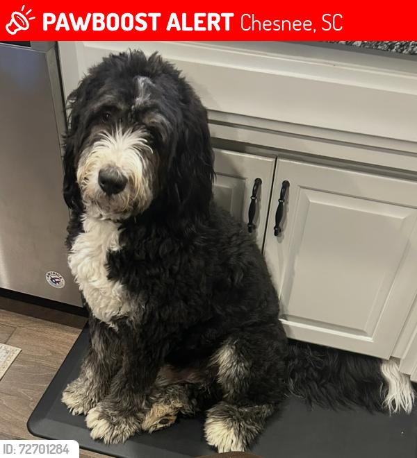 Lost Male Dog last seen Buck creek Baptist church , Chesnee, SC 29323