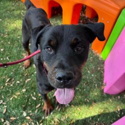 Shelter Stray Male Dog last seen , Port Richey, FL 34653