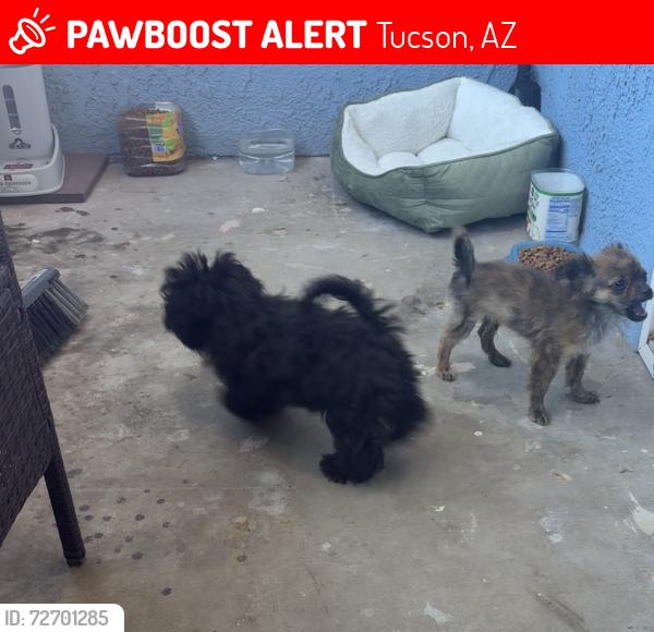 Lost Male Dog last seen La cholla , Tucson, AZ 85746