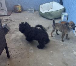Lost Male Dog last seen La cholla , Tucson, AZ 85746