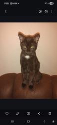 Lost Male Cat last seen North Gregg avenue , Fayetteville, AR 72703