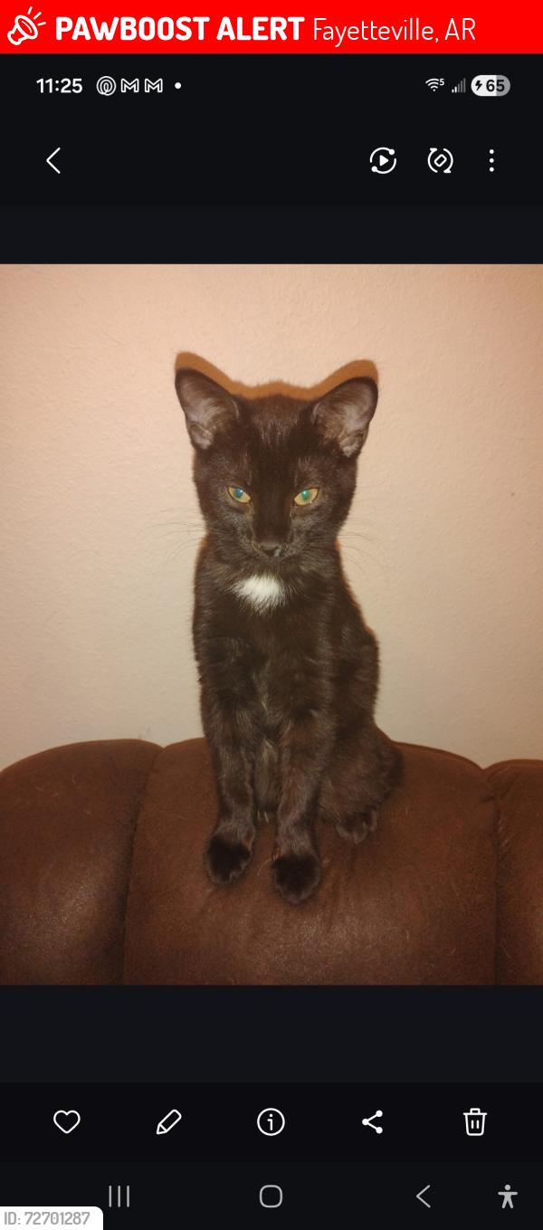 Lost Male Cat last seen North Gregg avenue , Fayetteville, AR 72703