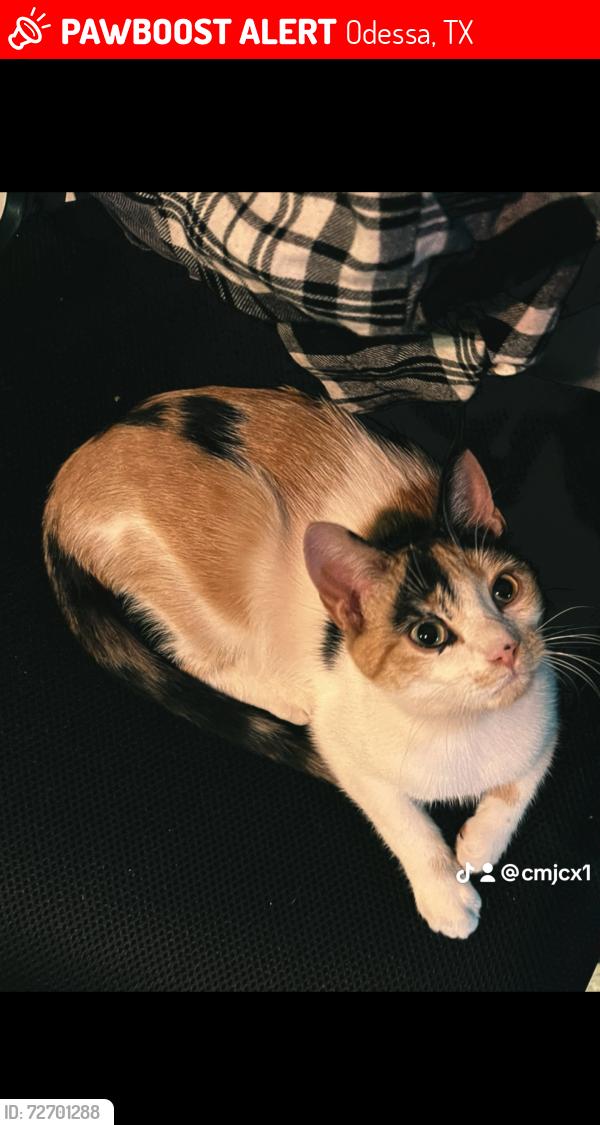 Lost Female Cat last seen Golder Ave , Odessa, TX 79764