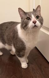 Found/Stray Unknown Cat last seen Audubon Square Subdivision near Antioch Road, Baton Rouge, LA 70817