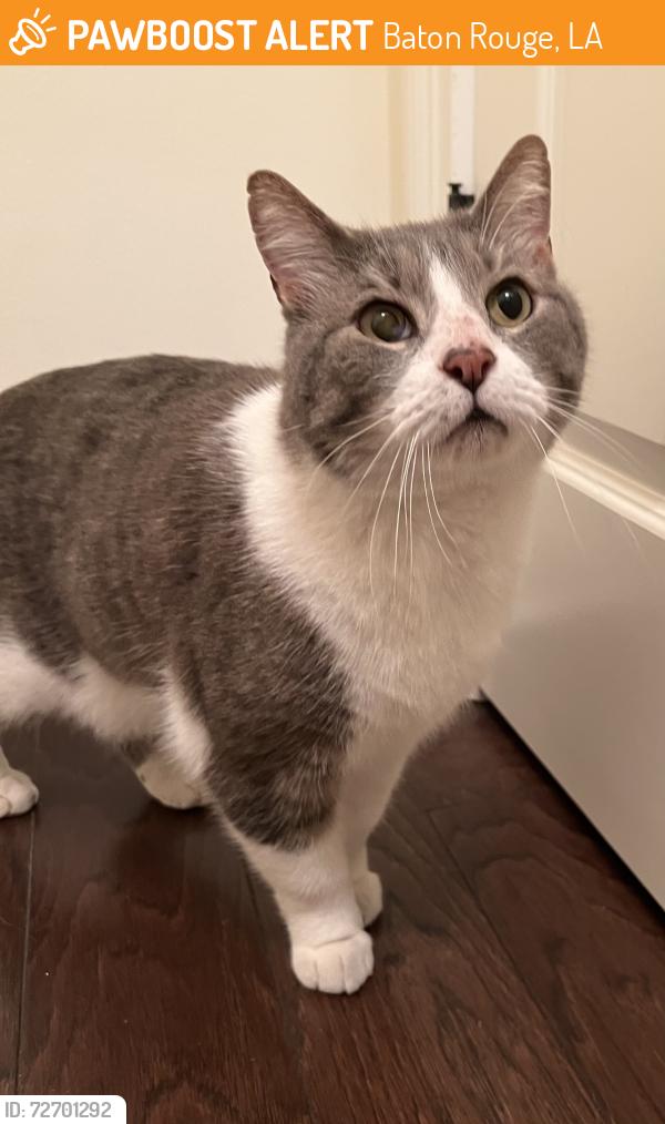 Found/Stray Unknown Cat last seen Audubon Square Subdivision near Antioch Road, Baton Rouge, LA 70817