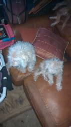 Lost Male Dog last seen Near 25th st east , Bradenton, FL 34208