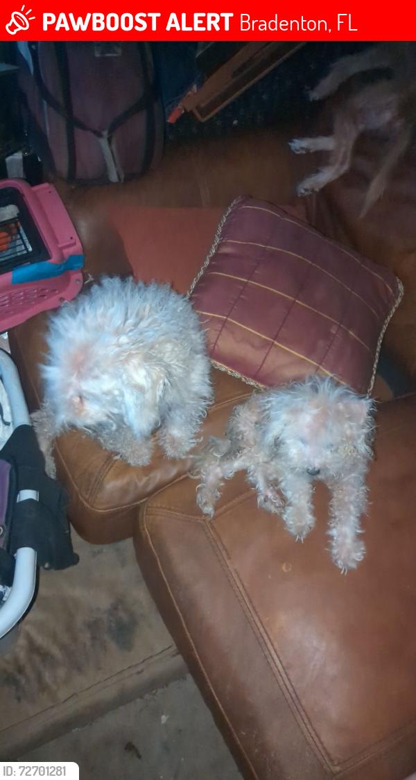 Lost Male Dog last seen Near 25th st east , Bradenton, FL 34208