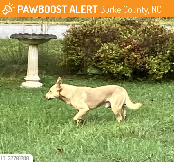 Found/Stray Male Dog last seen Fish hatchery rd and Hwy 126, Burke County, NC 28655