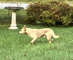 Found/Stray Male Dog last seen Fish hatchery rd and Hwy 126, Burke County, NC 28655