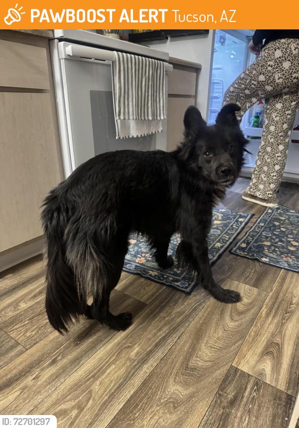 Found/Stray Unknown Dog last seen Mission Tierra apmts , Tucson, AZ 85746
