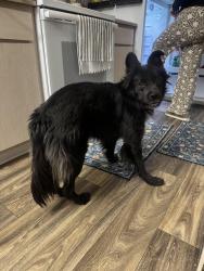 Found/Stray Unknown Dog last seen Mission Tierra apmts , Tucson, AZ 85746