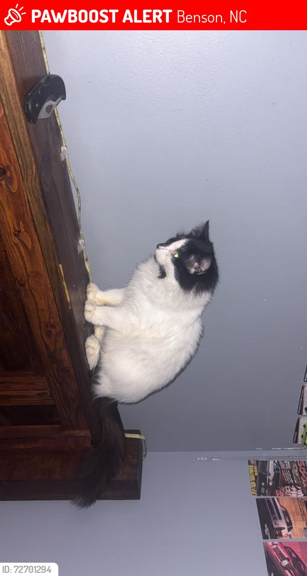 Lost Female Cat last seen Hwy 50/ stephenson rd, Benson, NC 27504