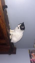 Lost Female Cat last seen Hwy 50/ stephenson rd, Benson, NC 27504