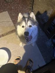 Found/Stray Female Dog last seen Near orchid star , San Antonio, TX 78218