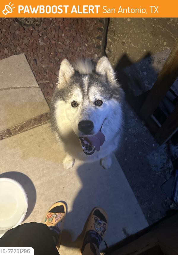 Found/Stray Female Dog last seen Near orchid star , San Antonio, TX 78218