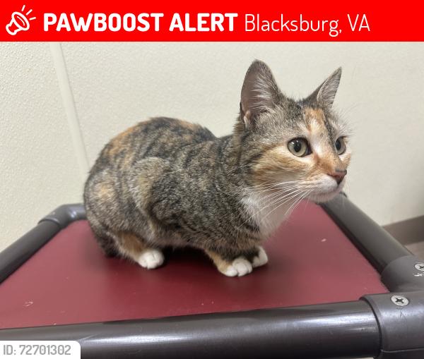 Lost Female Cat last seen Near parking lot in front of the bus stop, Blacksburg, VA 24060
