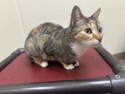 Lost Female Cat last seen Near parking lot in front of the bus stop, Blacksburg, VA 24060