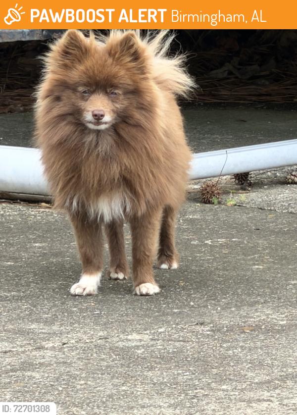 Found/Stray Male Dog last seen Grayson Valley Area, Birmingham, AL 35235