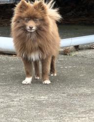 Found/Stray Male Dog last seen Grayson Valley Area, Birmingham, AL 35235