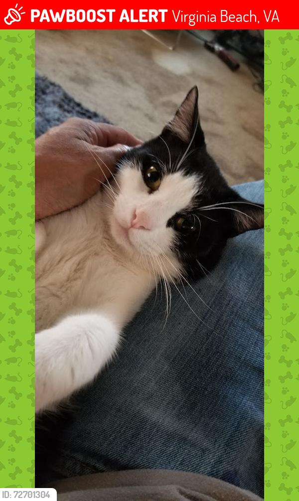 Lost Male Cat last seen Island court, Virginia Beach, VA 23462