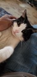 Lost Male Cat last seen Island court, Virginia Beach, VA 23462